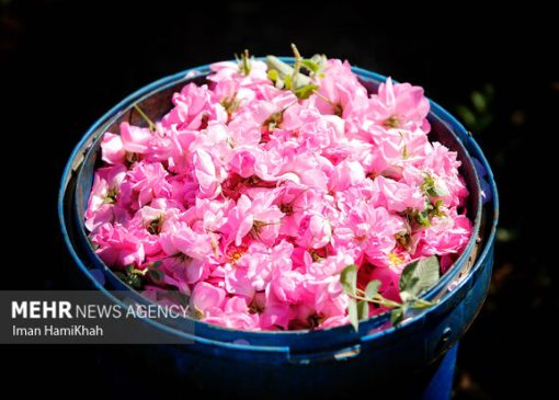 ثبت جهانی اسانس گل محمدی؛ ضرورت تقویت موضع حقوقی ایران