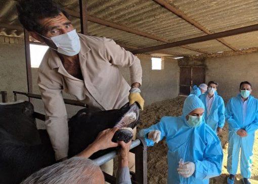 ورود تب برفکی به کشور با الگوی غیرمتعارف؛ بررسی سناریوی انتقال عمدی