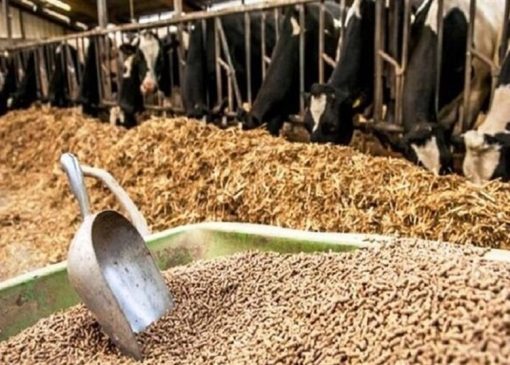 اعلام نرخ ارشادی نهاده‌های دامی بالاتر از بازار