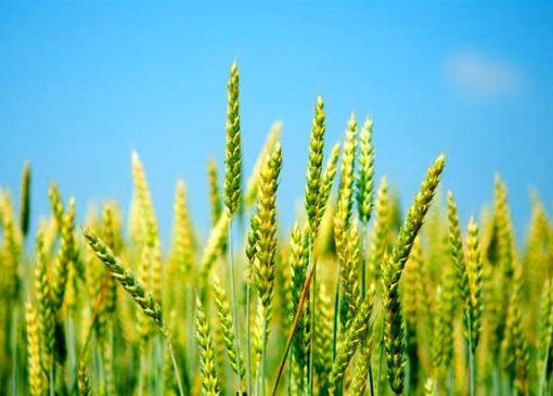 افزایش 2 تا 5 هزار تومانی قیمت گندم بر اساس کیفیت