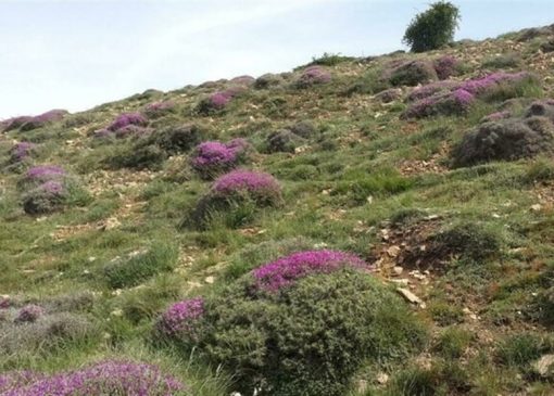 تشدید نظارت بر مراتع با افزایش قیمت خوراک دام