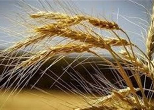 تقویت امنیت غذایی کشور با بومی‌سازی بذرهای راهبردی