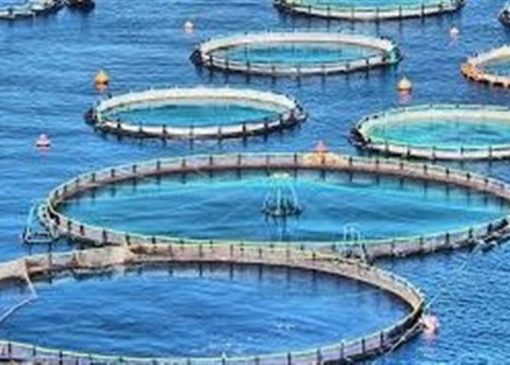 تولید 6 هزار تن ماهی قزل‌آلا و سی‌باس در قفس تا پایان سال