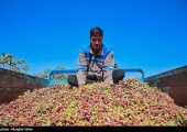 رشد ۸۰ درصدی صادرات پسته ایران