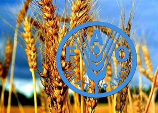 فائو: استفاده از فناوری هسته‌ای برای غلبه بر ناامنی غذایی ضروری است