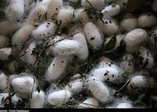 قیمت مصوب پیله تر ابریشم برای سال 1405 اعلام شد