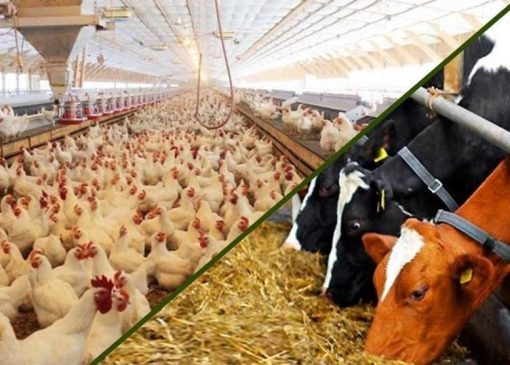 مشکل تأمین نهاده‌های اساسی ماه‌های اخیر رفع شد