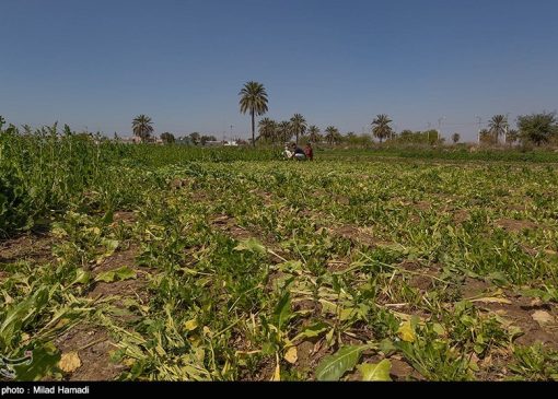 گندم، دانه روغنی و نهاده دام جایگزین سبزی و صیفی شود