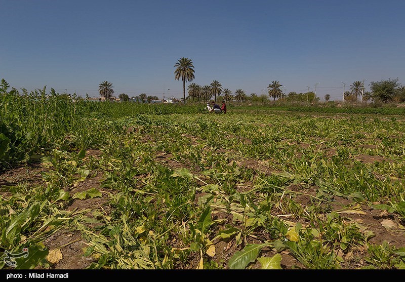 گندم، دانه روغنی و نهاده دام جایگزین سبزی و صیفی شود
