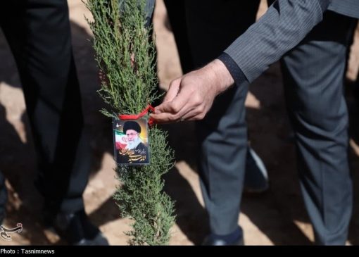 9 میلیون اصله نهال در طرح پویش سرو ایرانی کاشته شد