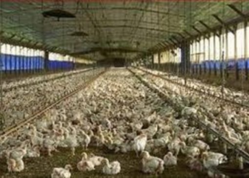 آغاز ارائه تسهیلات نقدی به تولیدکنندگان دام و طیور خرد از امروز