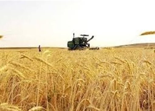 جدید ترین برآورد حاکی از تولید 13 میلیون تن گندم در کشور است