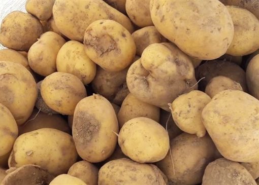قیمت سیب زمینی کاهش یافت