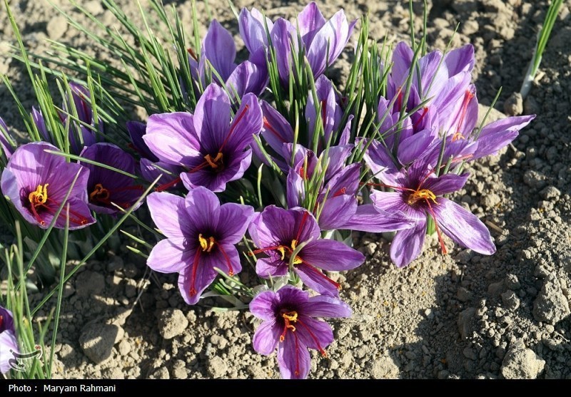معاملات گواهیهای سپرده زعفران به 32 میلیارد تومان رسید معاملات گواهیهای سپرده زعفران به 32 میلیارد تومان رسید