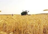 پیش‌بینی خرید بیش از 10 میلیون تن گندم از کشاورزان
