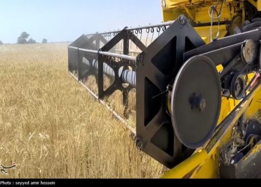 آغاز برداشت گندم در 6 استان کشور