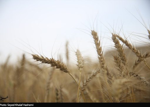 ارز واردات گندم دوباره 28500 تومان شد