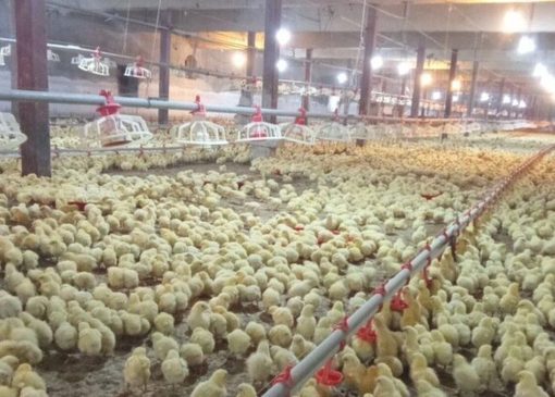 تغییر در فهرست معافیت‌ها/ ممنوعیت صادرات جوجه یک‌روزه اعلام شد