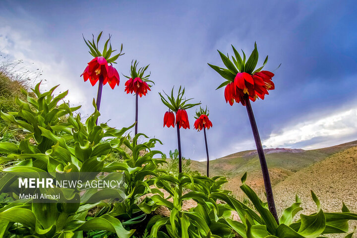 تهدید ثبت دشت لاله‌های واژگون کوهرنگ به‌عنوان اثر ملی گردشگری