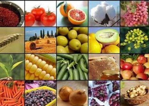 جهش تولید کشاورزی به 130 میلیون تن در سایه جنگ و خشکسالی