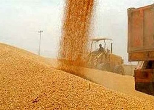خودکفایی گندم امسال قطعی شد