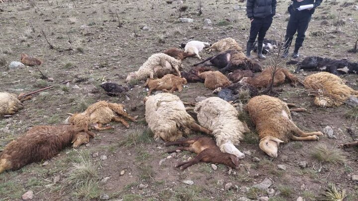 دامود: ۳۰ رأس دام تلف‌شده بر اثر صاعقه در هرسین دفن بهداشتی شد