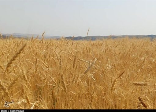 رکوردشکنی قیمت جهانی گندم درپی جنگ آمریکا علیه ایران