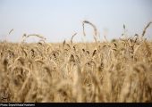 طرح اعتباری گندم برای کاهش فشار مالی گندمکاران اجرا شد