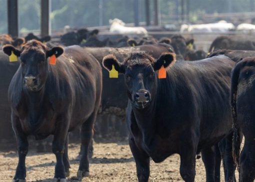 معاملات آتی دام در بازار جهانی به رکورد‌های بی سابقه‌ای رسید