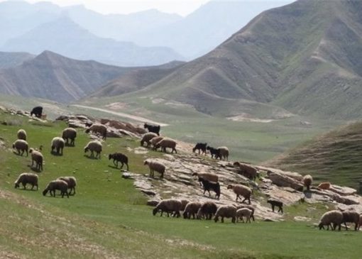 نرخ تعرفه‌های مرتعی در سال 1405 اعلام شد