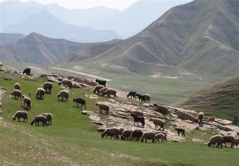 نرخ تعرفه‌های مرتعی در سال 1405 اعلام شد