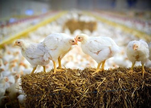 نشانه‌های تعادل در صنعت مرغ از اردیبهشت