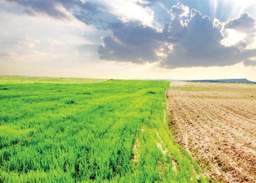 چالش‌های اقلیمی کشاورزی ایران؛ از خشکسالی تا امنیت غذایی