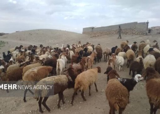 چرای زودهنگام در مراتع سمنان ممنوع؛ مجازات متخلفان با ابطال پروانه