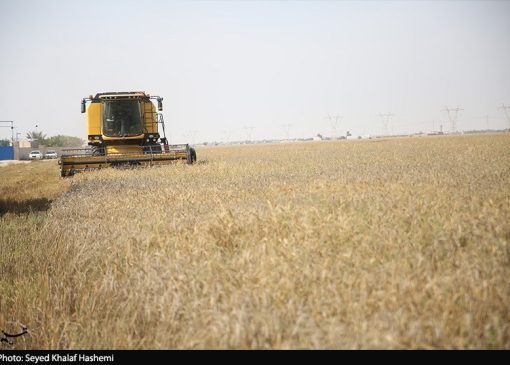 آمادگی 500 هزار میلیارد تومانی برای خرید تضمینی گندم در 1405