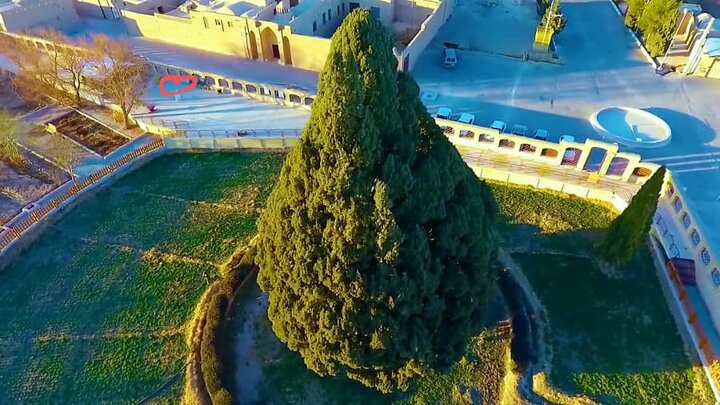 سرو ۴۵۰۰ ساله ابرکوه؛ پاسخ تاریخی «پزشکیان» به غرور «ترامپ»