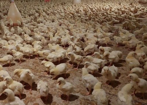 هیچ موردی از آنفلوآنزای فوق‌حاد پرندگان در سال گذشته گزارش نشد