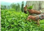44 هزار تن برگ سبز چای خریداری شد/ آغازچین دوم چای از اواخر خرداد