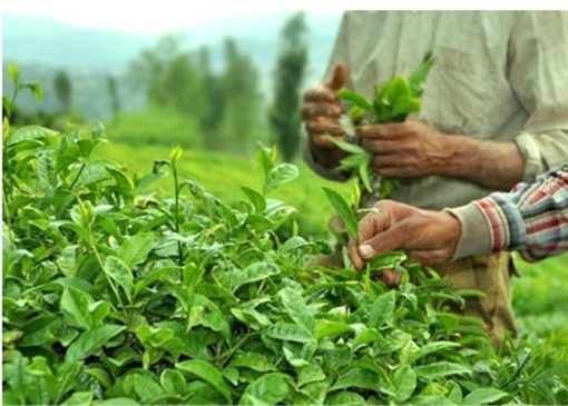 44 هزار تن برگ سبز چای خریداری شد/ آغازچین دوم چای از اواخر خرداد