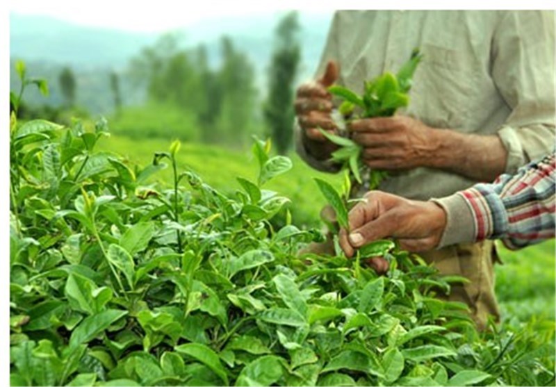 44 هزار تن برگ سبز چای خریداری شد/ آغازچین دوم چای از اواخر خرداد 44 هزار تن برگ سبز چای خریداری شد/ آغازچین دوم چای از اواخر خرداد