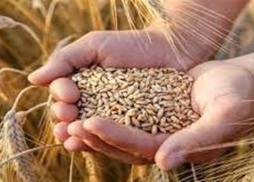 5 همت دیگر به حساب گندمکاران واریز شد