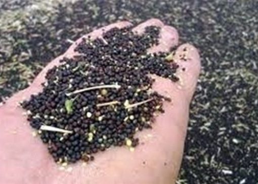 98 درصد بذر مورد نیاز کشور در داخل تولید می شود