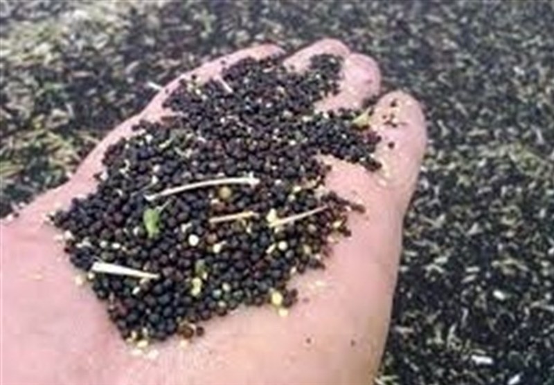 98 درصد بذر مورد نیاز کشور در داخل تولید می شود