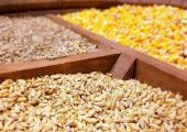 جزئیات تازه از واردات نهاده‌های دامی / گردش مالی سالانه به ۸ میلیارد دلار رسید