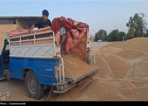 خرید تضمینی گندم به 2 میلیون و 300 هزار تن رسید