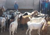 صادرات آخال حبوبات؛ ارزآوری یا تشدید بحران خوراک دام؟