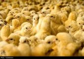 مرغداران جوجه یک‌روزه با قیمت‌های کاذب نخرند