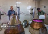 نمایشگاه گل و گلاب در بوستان باغ ایرانی برگزار می‌شود
