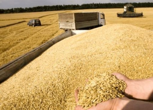 پیش‌بینی افزایش تولید و خودکفایی برخی محصولات زراعی سال جاری